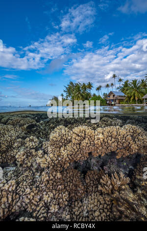 Hard Coral Reef con isola tropicale con palme e capanne in background Foto Stock