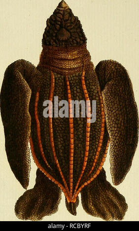 . D. Johann David Schöpfs königl. Preuss. hofraths ... Naturgeschichte der Schildkröten : mit Abbildungen erläutert. Le tartarughe marine; tartarughe. !AmÄ"*"** ^***""^*-*. Si prega di notare che queste immagini vengono estratte dalla pagina sottoposta a scansione di immagini che possono essere state migliorate digitalmente per la leggibilità - Colorazione e aspetto di queste illustrazioni potrebbero non perfettamente assomigliano al lavoro originale. Schöpf, Johann David, 1752-1800; Keller, Johann Christoph, 1737-1796, ill; Nussbiegel, Johann, 1750-ca. 1829, incisore; Volckart, Johann Friedrich, 1750-1812, incisore; Wunder, Friedrich Wilhelm, 1742-1828, ill. Erlangen : Foto Stock