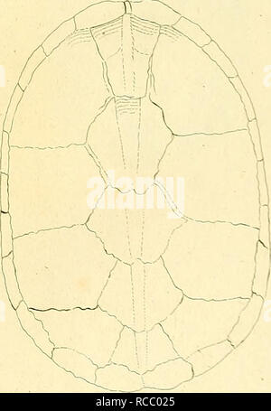 . D. Johann David Schöpfs königl. Preuss. hofraths ... Naturgeschichte der Schildkröten : mit Abbildungen erläutert. Le tartarughe marine; tartarughe. 3. -Testitdo ylT penna/arizca. Si prega di notare che queste immagini vengono estratte dalla pagina sottoposta a scansione di immagini che possono essere state migliorate digitalmente per la leggibilità - Colorazione e aspetto di queste illustrazioni potrebbero non perfettamente assomigliano al lavoro originale. Schöpf, Johann David, 1752-1800; Keller, Johann Christoph, 1737-1796, ill; Nussbiegel, Johann, 1750-ca. 1829, incisore; Volckart, Johann Friedrich, 1750-1812, incisore; Wunder, Friedrich Wilhelm, 1742-1828, ill. Erl Foto Stock