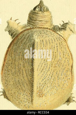 . D. Johann David Schöpfs königl. Preuss. hofraths ... Naturgeschichte der Schildkröten : mit Abbildungen erläutert. Le tartarughe marine; tartarughe. Scheda. XX,. Si prega di notare che queste immagini vengono estratte dalla pagina sottoposta a scansione di immagini che possono essere state migliorate digitalmente per la leggibilità - Colorazione e aspetto di queste illustrazioni potrebbero non perfettamente assomigliano al lavoro originale. Schöpf, Johann David, 1752-1800; Keller, Johann Christoph, 1737-1796, ill; Nussbiegel, Johann, 1750-ca. 1829, incisore; Volckart, Johann Friedrich, 1750-1812, incisore; Wunder, Friedrich Wilhelm, 1742-1828, ill. Erlangen : Bey Johann Foto Stock