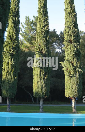 Cipressi e piscina di acqua Pulgas Tempio. Woodside, California Foto Stock