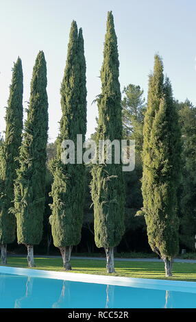 Cipressi e piscina di acqua Pulgas Tempio. Woodside, California Foto Stock