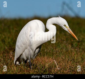Airone bianco in natura, in piedi sul prato. Inverno in California Foto Stock