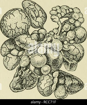 . Malattie di uccelli addomesticati. Il pollame; pollame; uccelli. Fig. 5. Xormal ovaio. (Ridisegnata da Eettger, Kirkpatrick e Jones) è stato dosato da uova provenienti da un particolare gregge di bens è una prova sufficiente di infezione nel gregge, garantendo che non vi è una ragionevole certezza che la contaminazione non è stata introdotta da fonti esterne o da incubatori infetti o chiocce. Rilevazione della caratteristica pullorum-infettati ovaie, sul post mortem examina- tion, è una chiara prova del fatto che la malattia è prevalente nel gregge. Bac-. FiG. 6. Ovaia infettate con B. pulloriim. (RedrawTi da Rettger Foto Stock