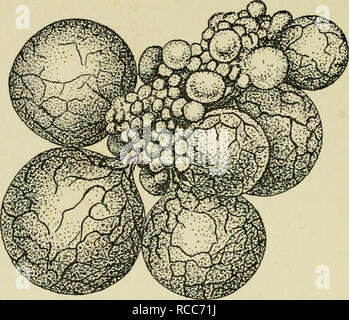 . Malattie di uccelli addomesticati. Il pollame; pollame; uccelli. 76 Malattie di uccelli addomesticati. Fig. 5. Xormal ovaio. (Ridisegnata da Eettger, Kirkpatrick e Jones) è stato dosato da uova provenienti da un particolare gregge di bens è una prova sufficiente di infezione nel gregge, garantendo che non vi è una ragionevole certezza che la contaminazione non è stata introdotta da fonti esterne o da incubatori infetti o chiocce. Rilevazione della caratteristica pullorum-infettati ovaie, sul post mortem examina- tion, è una chiara prova del fatto che la malattia è prevalente nel gregge. Bac-. Si prega di notare che queste immagini Foto Stock