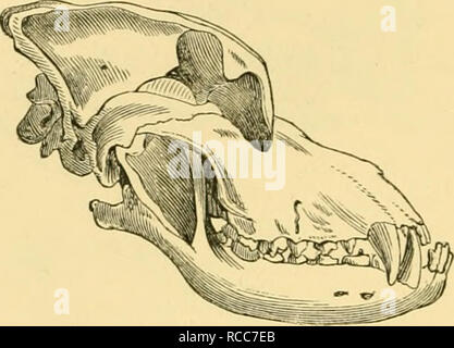. Il cane in salute e in malattia : comprendente le varie modalità di rottura e con lui per la caccia, coursing, ripresa, ecc., e includendo i punti o le caratteristiche del giocattolo cani. Cani; cani -- malattie. 12 capitolo introduttivo. III. Cani della casa. Caratteristiche. Muso più o meno abbreviato; cranio liigli; seni frontali notevole ; condilo della mascella inferiore che si estende al di sopra della linea della guancia superiore dei denti. Cranio più piccolo in questo gruppo rispetto alla prima e seconda, in conseguenza della sua formazione pecidiar.. Cranio di Mastiff. Sez. 9. Guarda i cani che non hanno alcuna propensit}^ alla caccia, ma Foto Stock