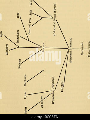 . La dottrina di discesa e di darwinismo. Evoluzione. Albero genealogico dei mammiferi. 269. Si prega di notare che queste immagini vengono estratte dalla pagina sottoposta a scansione di immagini che possono essere state migliorate digitalmente per la leggibilità - Colorazione e aspetto di queste illustrazioni potrebbero non perfettamente assomigliano al lavoro originale. Schmidt, il dott. (Eduard Oskar), 1823-1886. Londra, H. S. re &AMP; Co. Foto Stock