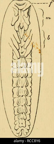 . La dottrina di discesa e di darwinismo. Evoluzione. Il TIPO DI SVILUPPO DI ARTICULATA. 53 stesso arrotondato con una membrana germinal, una parte di essa si addensa in una lunga germinal stria, che assomiglia a un elon- gated ellisse. Questo è il rudiment del lato ventrale del futuro animale. Una scanalatura poi lo divide in due lamine germinal e strie trasversali accanto fanno la loro comparsa, le indicazioni dei cosiddetti segmenti primordiale. La disposizione simmetrica degli organi, e l'integrazione del corpo fuori di segmenti consecutivi, viene qui avviata. Ogni ulteriore sviluppo emanano Foto Stock