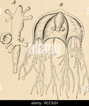 . La dottrina di discesa e di darwinismo. Evoluzione. Generazione alternativo. 43 afflitto con nastro-worm, problema cosiddetto somiti o seg- menti del nastro-worm. Questi somiti sono solitamente riempita con tale uno straordinario numero di ovuli che sembrano semplici pacchetti di uova. Sembra, come-. FIG. 3. sempre, dalla storia evolutiva del nastro-worm e le sue relazioni con altri annulosa, vale a dire con le sanguisughe e Turbellaria, che nonostante la loro in- la completezza e la carenza di organi, questi somiti sono equivalenti a sessualmente individui maturi ; o, secondo Haeckel della definizione Foto Stock