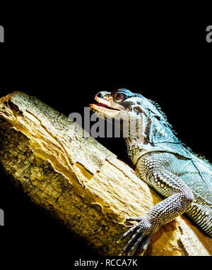 Primo piano di una vela di amboina fin lizard seduto su un ramo, isolata su uno sfondo nero, tropicali iguana dall Indonesia Foto Stock