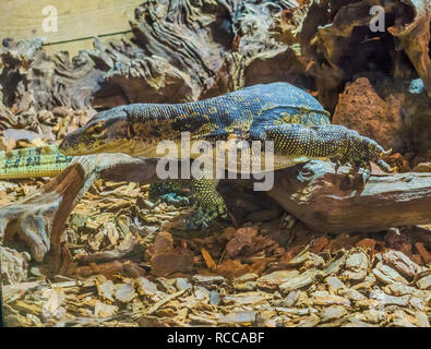 Comune acqua asiatici monitor camminando su di una filiale di grandi rettili velenosi dall Asia Foto Stock