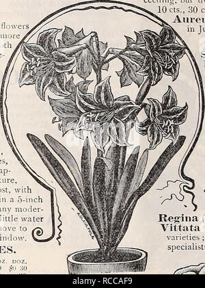 . Dreer's 1897 catalogo autunno : lampadine, piante, semi &amp;c. Lampadine (piante) cataloghi; fiori Semi cataloghi; attrezzature da giardinaggio e fornisce cataloghi; Vivai (orticoltura) cataloghi; semi di frutta cataloghi. m Agapanthus. Anemoni. Queste affascinanti hardy fiore di primavera sono sempre meglio conosciuto e mor popolari come un giardino fiorito . Entrambe le camere doppie e singole sono ugualmente de- sirable, e nessun giardino dovrebbe essere senza di loro. Essi sono adatti- in grado per la pentola o la cultura di confine e quando piantati in masse sono più efficaci. Ci riescono meglio in un leggero, ricco, ben drenato il terriccio. Impianto in ottobre o novembre, o Foto Stock