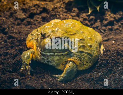 Primo piano di una bullfrog africani, tropicale grande anfibio dall'africa Foto Stock