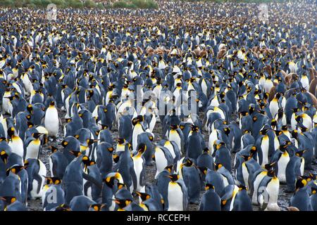 Un enorme re colonia di pinguini, con decine di migliaia di individui, nella pianura Sallsbury, nella Georgia del Sud Foto Stock