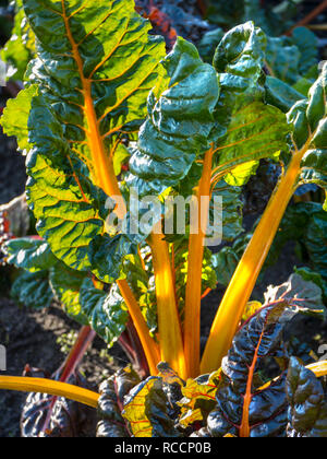 Bieta "luci luminose " Beta vulgaris (foglia Gruppo di barbabietola) "Luci". Le bietole. Annuale. Amaranthaceae. Autunno/Inverno il sole, di foglie e di steli Foto Stock