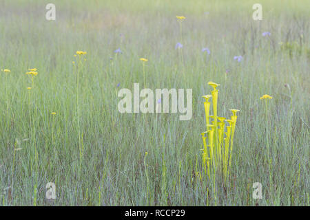 Brocca giallo piante (Sarracenia flava) su mattinata nebbiosa con rigogliosi iris Savannah (Iris Purshia) e alte Milkworts giallo (Polygala cymosa). Foto Stock