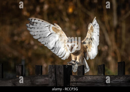 Barbagianni. È il più diffuso specie di gufo e uno dei più diffusi di tutti i volatili. Foto Stock