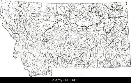 . Distribuzione di pesci nel sud-est della Montana. Pesci. IOWA DARTER questa specie è stata raccolta nel piccolo del Missouri e di drenaggio su un affluente del basso Yellowstone. La distribuzione limitata dell'Iowa Darter nel sudest Montana probabilmente rappresenta la misura della sua gamma a ovest. Siti: 194, 195, 204-206, 209-213, dalla 215 alla 219, 222 e 235..   126. Si prega di notare che queste immagini vengono estratte dalla pagina sottoposta a scansione di immagini che possono essere state migliorate digitalmente per la leggibilità - Colorazione e aspetto di queste illustrazioni potrebbero non perfettamente assomigliano al lavoro originale. Elser, Allen una Foto Stock