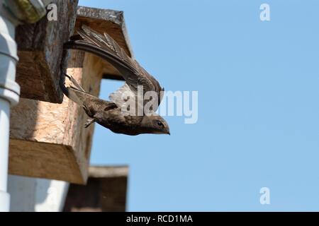 Un comune swift vola da una scatola di nido attaccata al cornicione di un cottage dopo portando in materiale di nido, Hilperton, Wiltshire, Regno Unito, maggio. Foto Stock