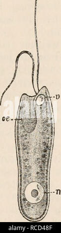 . Die Zelle und die Gewebe. Grundzüge der Allgemeine Anatomie und Physiologie. . Si prega di notare che queste immagini vengono estratte dalla pagina sottoposta a scansione di immagini che possono essere state migliorate digitalmente per la leggibilità - Colorazione e aspetto di queste illustrazioni potrebbero non perfettamente assomigliano al lavoro originale. Hertwig, Oscar, 1849-1922. Jena, Fischer Foto Stock
