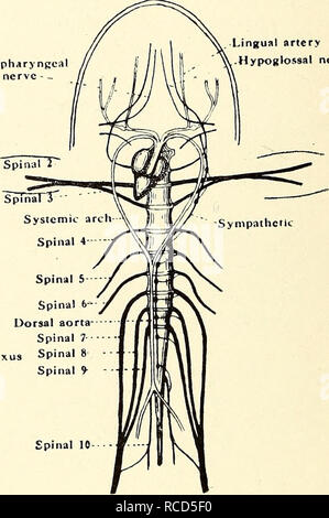 . La dissezione del platana e la rana. Xenopus laevis; Rana fuscigula. Nervo Glossopharyngea - - arteria linguale del nervo ipoglosso. 6 spinale- aorta dorsale spinale- 1- plesso sciatico midollo spinale 8 " Glossopharyngeal nerve |- nervo vago" .emisferi cerebrali -Thalamencephalon lohes ottica cervelletto micollo allungato Ipoglosso (1nervo spinale) Fig. 18.-cervello. Nervi cranici. I nervi spinali e del sistema nervoso simpatico di Xenopus e rana. (D) Il glossopharyngeal e il vagus (o) pneumogastric nervi, lasciando il cranio insieme, immediatamente dietro la capsula uditiva. La brillantezza Foto Stock