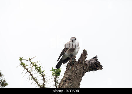 Northern bianco-crowned Shrike (Eurocephalus ruppelli) capretti appollaiato su un moncone nel Parco Nazionale del Serengeti, Tanzania Foto Stock