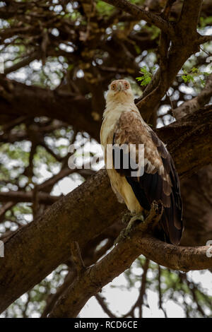 Palm-dado Vulture (Gypohierax angolensis) appollaiato in un albero nel Lago Manyara National Park, Tanzania Foto Stock
