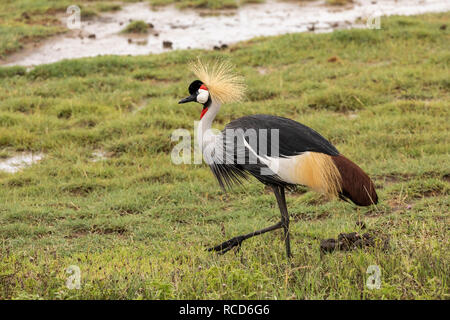 Grey Crowned Crane (Balearica regulorum) alimentazione sulla savana nel cratere di Ngorongoro, Tanzania Foto Stock