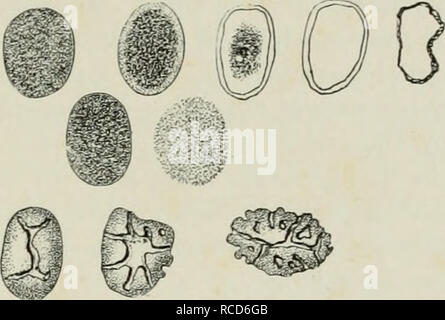 . Le malattie delle piante indotta da crittogamica parassiti; introduzione allo studio dei funghi patogeni, limo-funghi, batteri, &AMP; Alghe. Le malattie delle piante; piante parassite; funghi. Effetto di funghi parassiti su cella.-(;ONTENTS. 35. cellulosa e un granuloso parte, Hartig descrive il processo così (Fig, 11). Il micelio di specie come Polyijorits igniarius dà oft' alcuni fermento che scioglie l'amido-grani, tramite cor- roding loro dall'esterno verso l'interno in modo da formare fori e canali simili a quelli in amido-grani nel processo di dissoluzione nelle celle di una germinazione di patate. In altri, c Foto Stock