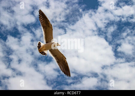 Gli uccelli migratori in Paracas Riserva Naturale, Ica, Perù Foto Stock