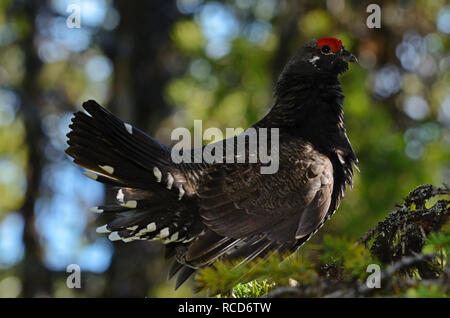 Maschio Franklin's grouse di abete rosso che mostra esposizioni territoriali in estate. Mount Robinson Roadless Area, Montana. (Foto di Randy Beacham) Foto Stock