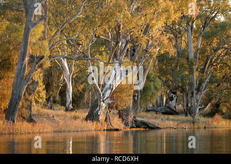 ( E. camaldulensis) Fiume Gomma rossa alberi crescono lungo le rive del fiume Murray, vicino a Mildura, Australia. Foto Stock