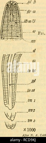 . Malattie delle colture di piante in piccole Antille. Piante tropicali; malattie delle piante. Malattie dovute a nematodi (EELWORMS) 6i attività le indicazioni sono che il worm non possono esistere più di un paio di mesi senza cibo. Per active hfe nematodi in generale sono dipendenti dalla presenza di umidità o di un alto grado di umidità. Il nematode del riso è stata trovata in grado di spostarsi su un acqua-superficie libera in una atmosfera satura, e a viaggiare sulla superficie della Fig. 1.. Si prega di notare che queste immagini vengono estratte dalla pagina sottoposta a scansione di immagini che possono essere state migliorate digitalmente per la leggibilità - colora Foto Stock