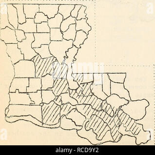 . Malattie del cotone, canna da zucchero, alberi da bosco, piante ornamentali e varie piante negli Stati Uniti in 1919. Le piante da fibra Malattie e Pesti Stati Uniti; zucchero colture Malattie e Pesti Stati Uniti; gli alberi Malattie e Pesti Stati Uniti; piante ornamentali, malattie e pesti negli Stati Uniti. Il più pesantemente infes- ted grande zona della Louisiana, e di conseguenza nel Uiiited membri, è tra Hutcher e Riserva, dove circa il 75% delle piante su ogni planta- zione sono state infettate. La quantità variava da 4-30% da questo quartiere di New Orleans e dal New Orleans all'estremità inferiore. Foto Stock
