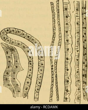 . Malattie &AMP; malattie del cavallo : un trattato di medicina equina e chirurgia. Cavalli; Cavalli -- malattie; malattie del cavallo. sono rivestiti da speciali celle, il cui dovere è quello di separare i rifiuti prodotti nel sangue. iil disegni schema mostra il profilo variabile dei tubi nelle varie parti.. Dopo queste osservazioni preliminari, possiamo procedere immediatamente a considerare i vari derangements dei reni e della vescica del cavallo. Il primo disturbo a cui ci si propone di richiamare l' attenzione, è una infiammazione acuta dei reni. Questa è una malattia per la maggior parte a causa di chill o scarico Foto Stock