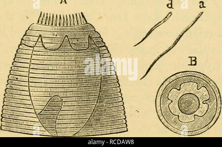 . Malattie &AMP; malattie del cavallo : un trattato di medicina equina e chirurgia. Cavalli; Cavalli -- malattie; malattie del cavallo. 83 stato di adulto. Per fare questo rollin-" stessi entro il f;tcal la materia del cavallo intestino. In questo stato si trovano avvolti in bozzoli che essi fanno per loro stessi. In alcuni distretti il worm non è incontrato spesso con, mentre in altri è più distruttivo. L'aria. Lloyd è stato il primo a riconoscere questo worm come la causa del gallese epidemie epizootiche. Il worm dà luogo a loro magrezza, coliche, diarrea, e talvolta a int^ammation delle viscere. A volte Foto Stock