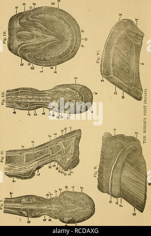 . Malattie &AMP; malattie del cavallo : un trattato di medicina equina e chirurgia. Cavalli; Cavalli -- malattie; malattie del cavallo. 03 ^. Si prega di notare che queste immagini vengono estratte dalla pagina sottoposta a scansione di immagini che possono essere state migliorate digitalmente per la leggibilità - Colorazione e aspetto di queste illustrazioni potrebbero non perfettamente assomigliano al lavoro originale. Gresswell, Albert; Gresswell, James Brodie; Gresswell, George, 1858-1914. Leeds, [Inghilterra] : Yorkshire quotidiano conservatore Co. Foto Stock