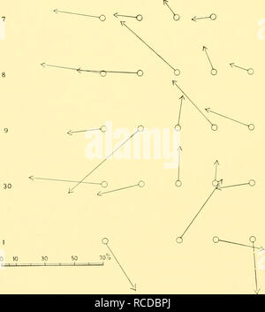 . Rapporti di ricerca. Discovery (nave); spedizioni scientifiche; Ocean; Antartide; Isole Falkland. 1926 -7 1927 - 8 1928 - 9 1929 - 30 1930- I. Fig. 5. Registrati movimenti di balenottere comuni a sud delle Isole Shetland motivi. La direzione di ciascuna freccia rappresenta la direzione risultante di osservare i movimenti di balena; la lunghezza della freccia indica, come mostrato m la scala, il numero risultante muovendo in questa direzione, espressi come percentuale del totale. Si prega di notare che queste immagini vengono estratte dalla pagina sottoposta a scansione di immagini che possono essere state migliorate digitalmente per la leggibilità - Colorazione e aspetto o Foto Stock