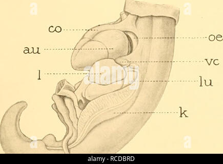 Fig G Il Cuore E Gli Organi Associati Vista Laterale Stadio 13 6 Fase 18 R Fase 3 Atr Um Co Conus Arterioso K Opisthonephros Hver Polmone Oe Esofago