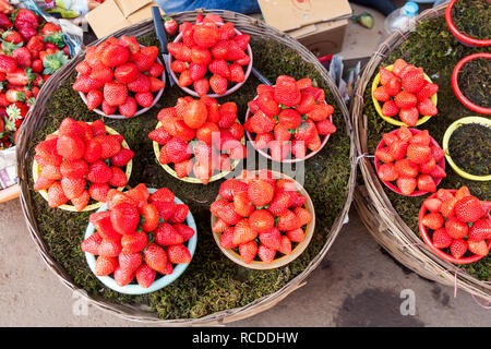 Fragola per il mercato a Mahabaleshwar vicino a Pune, Maharashtra, India Foto Stock