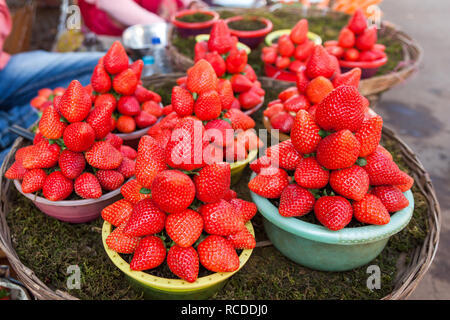 Fragola per il mercato a Mahabaleshwar vicino a Pune, Maharashtra, India Foto Stock