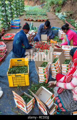 Fragola per il mercato a Mahabaleshwar vicino a Pune, Maharashtra, India Foto Stock