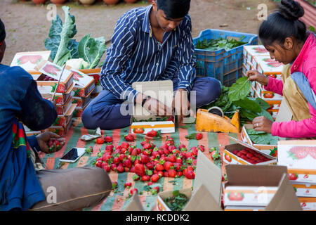 Fragola per il mercato a Mahabaleshwar vicino a Pune, Maharashtra, India Foto Stock