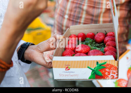 Fragola vendita con il cliente nel mercato a Mahabaleshwar vicino a Pune, Maharashtra, India Foto Stock