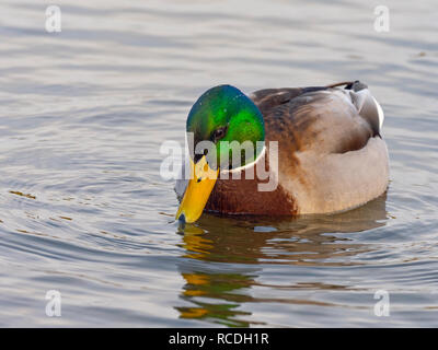 Mallard Anas platyrhyncha Drake nella primavera del piumaggio Foto Stock