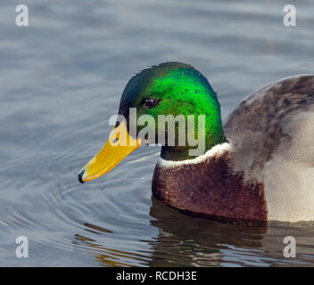 Mallard Anas platyrhyncha Drake nella primavera del piumaggio Foto Stock