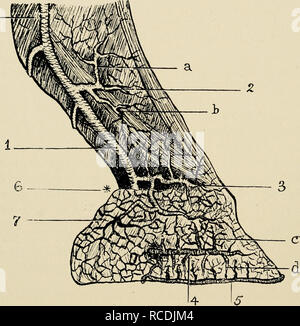 . Malattie del cavallo il piede. Cavalli; unghioni -- malattie; Cavalli -- malattie. 24 malattie. Del Cavallo il piede le ramificazioni di queste serie anastomose liberamente con navi corrispondente del lato opposto. 4. In corrispondenza del bordo superiore della cartilagine laterale, l'arteria del cuscino del plantare. Questo è diretto obliquamente. Fig. 14.-Le arterie del piede. Io digitale; 2, perpendicolare-(a) il suo ramo ascendente, (b) il suo ramo discendente; 3, arteria circonflessa del cuscino coronarica; 4, il preplantar (ungueali arteria)-questo è visto il rilascio dal forame preplantar, e distribuendo nume Foto Stock