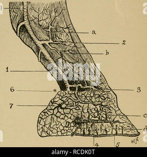 . Malattie del cavallo il piede. Unghioni; cavalli. 24 MALATTIE DEL CAVALLO IL PIEDE le ramificazioni di queste serie anastomose liberamente con navi corrispondente del lato opposto. 4. In corrispondenza del bordo superiore della cartilagine laterale, l'arteria del cuscino del plantare. Questo è diretto obliquamente. Fig. 14.-Le arterie del piede. 1, il digitale; 2, perpendicolare-(a) il suo ramo ascendente, (h) la sua discesa- ing succursale ; 3, arteria circonflessa del cuscino coronarica ; 4, il preplantar (ungueali arteria)-questo è visto il rilascio dal forame preplantar, e distribuire numerosi ascendente (c) e descen Foto Stock