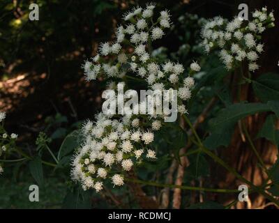 Ageratina altissima, 2015-09-04, Monte Libano, 02. Foto Stock