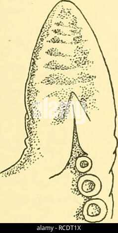 . Rapporti di ricerca. Discovery (nave); spedizioni scientifiche. OCTOPODIDAE 391 (i) Forma oblonga (13 (IV), 10 (IV), 5 (i)). Il mantello è stretto (80-64) e la testa ma poco più stretta (69-61). I bracci sono 73-67 per cento della lunghezza totale • Le ventose sono molto piccole, 7-8 per cento. Il web è profonda, 38-34 per cento. Il propc^rtions di settori rfie variare. Gli occhi sono piuttosto grandi. Ci sono .da sette a otto filamenti in t&amp;ch demi- ramo. L'imbuto-organo è a forma di W. La superficie è coperta con piuttosto ampiamente distanziati, granuli di piccole dimensioni. In 5 (i) queste sono più grandi rispetto alle altre due e migh Foto Stock